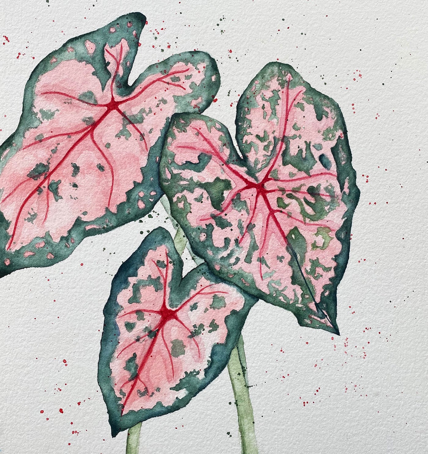 soquarelle - illustration - aquarelle - floral - Suisse - illustratrice - botanique - fleurs - nature - caladium –