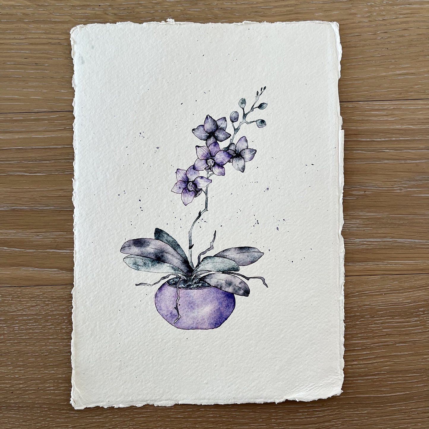 soquarelle - illustration - aquarelle – boutique en ligne - floral - Suisse - illustratrice - botanique - fleurs - nature - orchidée violette –